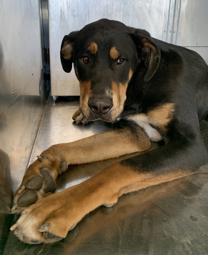 Shelter Stray Male Dog last seen , Central District, TX, 355 Hillshire Dr, Haslet, TX 76052, USA