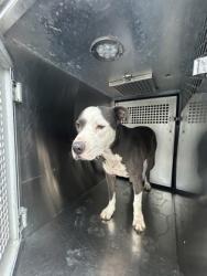 Shelter Stray Male Dog last seen Near LITTLEJOHN AVE, East District, TX, 355 Hillshire Dr, Haslet, TX 76052, USA