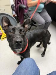 Shelter Stray Female Dog last seen S Watson, City of Alvarado, TX, 602 S Pkwy Dr, Alvarado, TX 76009, USA