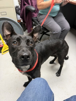 Shelter Stray Female Dog last seen S Watson, City of Alvarado, TX, 602 S Pkwy Dr, Alvarado, TX 76009, USA