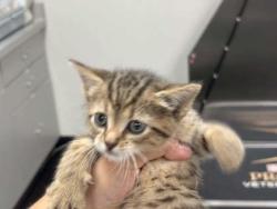 Shelter Stray Female Cat last seen Bushes at apartment, Memphis, TN, 935 Farm Rd, Memphis, TN 38134, USA