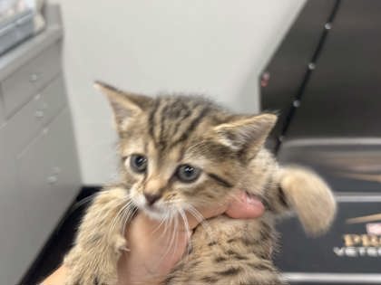 Shelter Stray Female Cat last seen Bushes at apartment, Memphis, TN, 935 Farm Rd, Memphis, TN 38134, USA