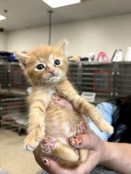 Shelter Stray Male Cat last seen Outside of home, Memphis, TN, 935 Farm Rd, Memphis, TN 38134, USA