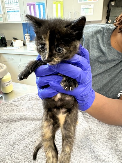 Shelter Stray Female Cat last seen Outside of home, Memphis, TN, 935 Farm Rd, Memphis, TN 38134, USA