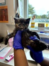 Shelter Stray Female Cat last seen Outside of home, Memphis, TN, 935 Farm Rd, Memphis, TN 38134, USA