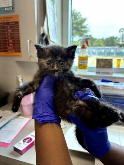 Shelter Stray Female Cat last seen Outside of home, Memphis, TN, 935 Farm Rd, Memphis, TN 38134, USA