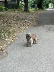 Found/Stray Unknown Dog last seen Second St and Eastern Ave, Lexington, KY 40508