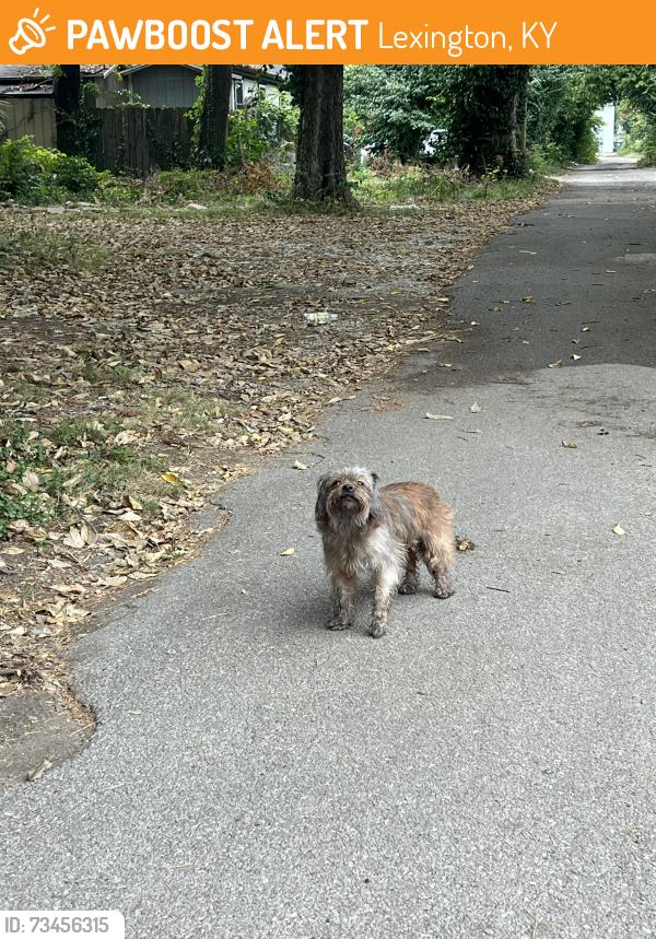 Found/Stray Unknown Dog last seen Second St and Eastern Ave, Lexington, KY 40508