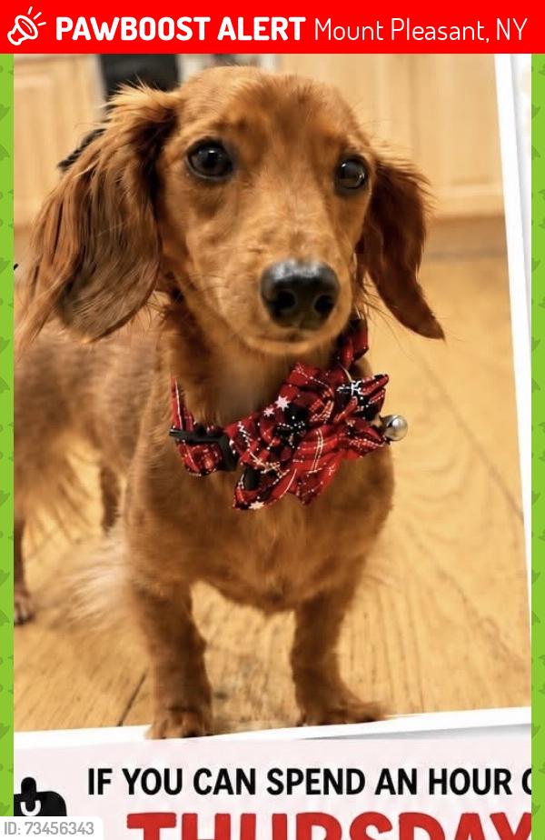 Lost Female Dog last seen Westlake high school, Mount Pleasant, NY 10595