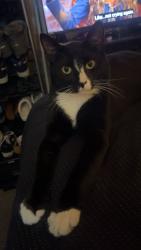Lost Male Cat last seen Juniper street, York, PA 17401