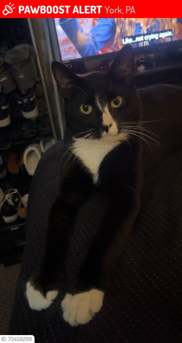 Lost Male Cat last seen Juniper street, York, PA 17401