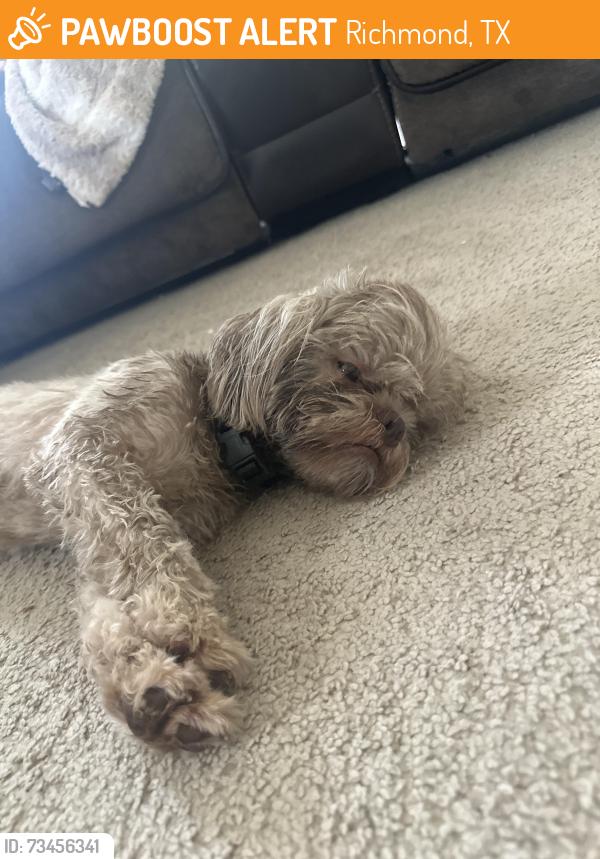 Found/Stray Female Dog last seen Near Audrey arbor way, Richmond, TX 77407