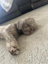 Found/Stray Female Dog last seen Near Audrey arbor way, Richmond, TX 77407