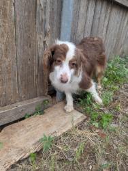 Found/Stray Unknown Dog last seen In alley behind 53rd st and Quaker, behind 4402, Lubbock, TX 79413