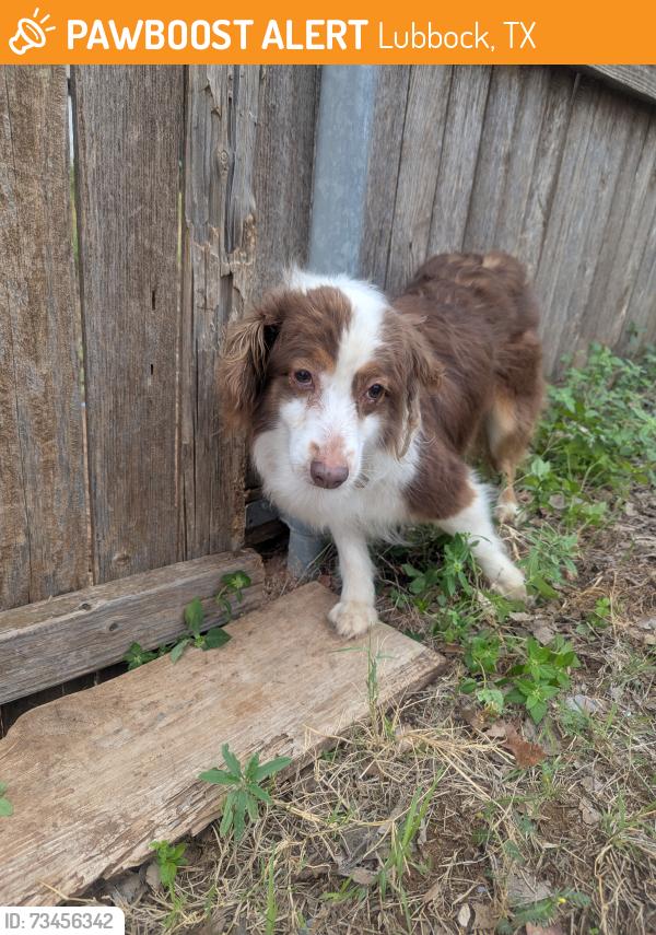 Found/Stray Unknown Dog last seen In alley behind 53rd st and Quaker, behind 4402, Lubbock, TX 79413