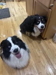 Reunited Male Dog last seen Black Bob and 135th, Olathe, KS 66062