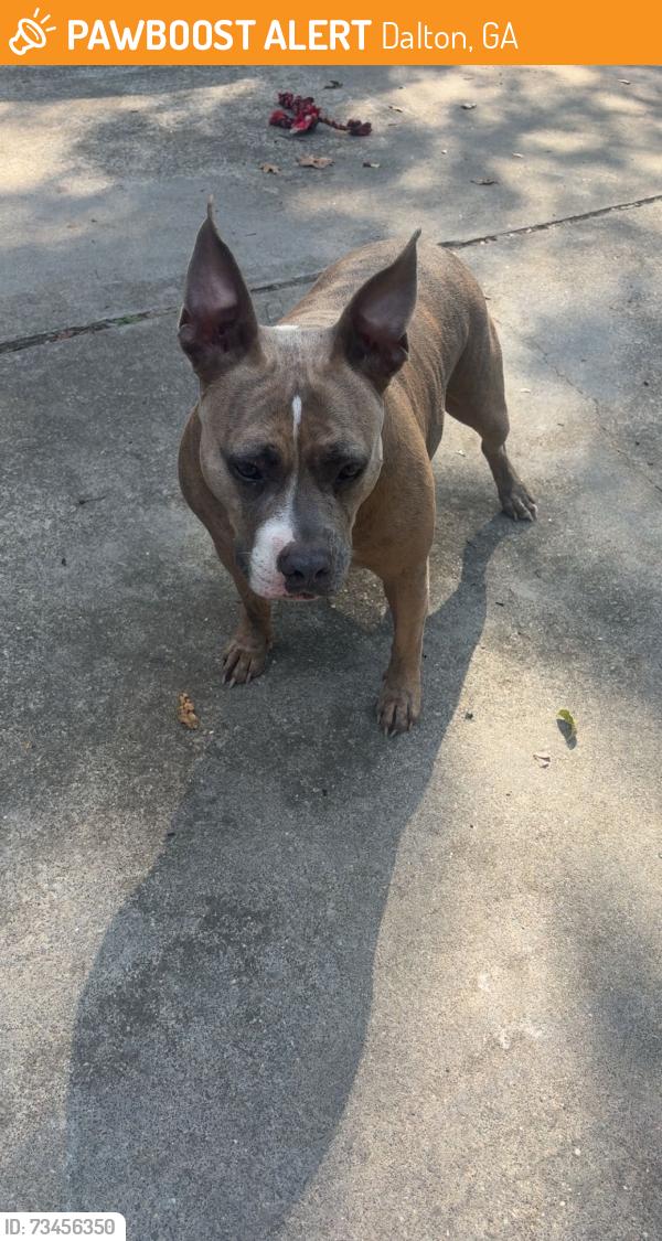 Found/Stray Female Dog last seen on the interstate in dalton, Dalton, GA 30719