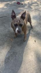 Found/Stray Female Dog last seen on the interstate in dalton, Dalton, GA 30719
