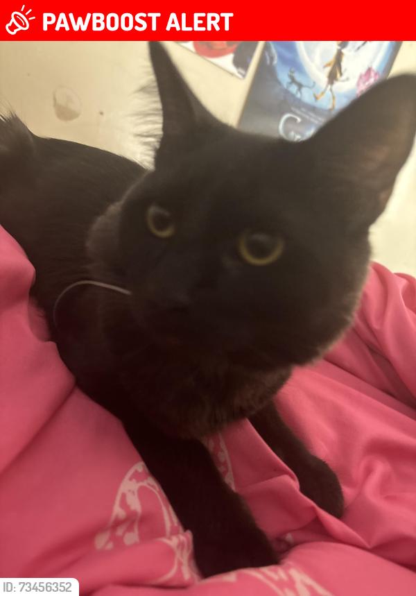 Lost Male Cat last seen Near E 92nd street, Florence-Graham, CA 90002