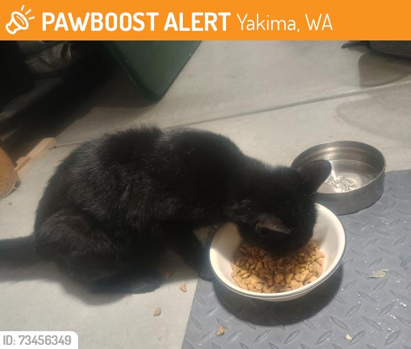 Found/Stray Female Cat last seen 88th Ave and Westbrook Ave, Yakima, WA 98908