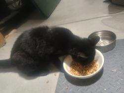 Found/Stray Female Cat last seen 88th Ave and Westbrook Ave, Yakima, WA 98908