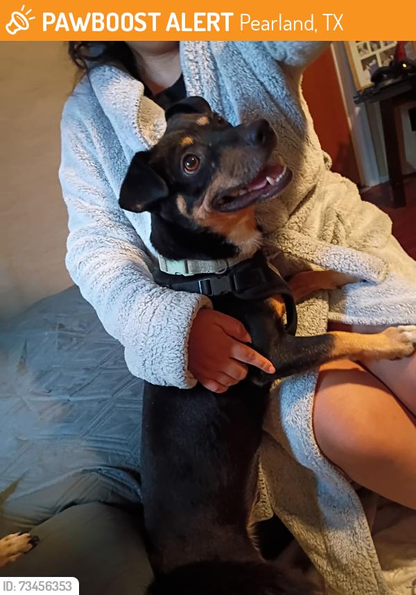 Found/Stray Male Dog last seen Magnolia pwy and veterans dr, Pearland, TX 77584