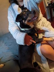Found/Stray Male Dog last seen Magnolia pwy and veterans dr, Pearland, TX 77584