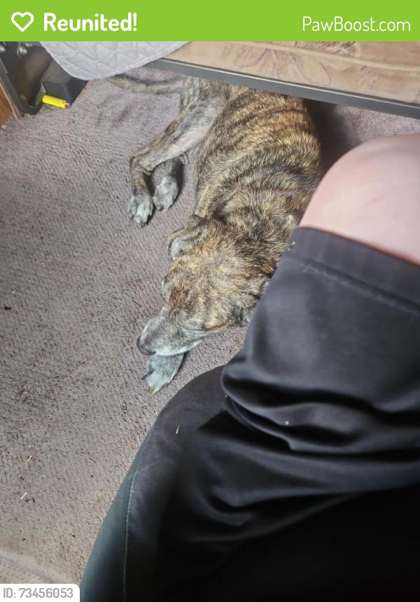 Reunited Male Dog last seen Ramsey Bridge rd, Cleveland, TN 37323