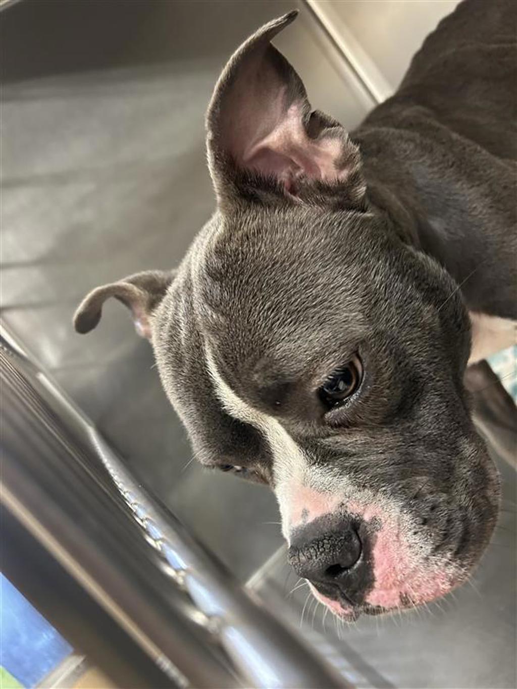 Shelter Stray Female Dog last seen TX, 7201 Levander Loop bldg a, Austin, TX 78702, USA