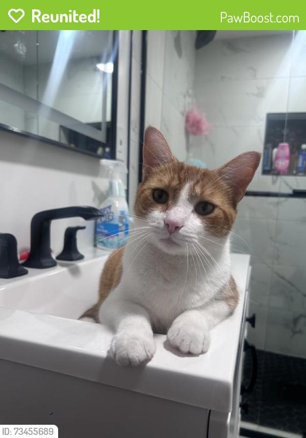 Reunited Male Cat last seen Near Weyfield Ct, Rosedale, MD 21237, USA, Rosedale, MD 21237