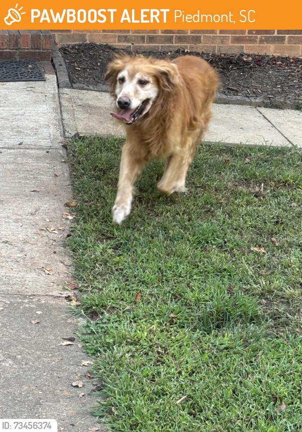 Found/Stray Male Dog last seen Across street from Lakeview golf course, Piedmont, SC 29673