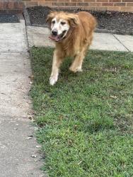 Found/Stray Male Dog last seen Across street from Lakeview golf course, Piedmont, SC 29673