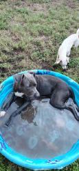 Lost Male Dog last seen I 35 and hwy 67, Alvarado, TX 76009