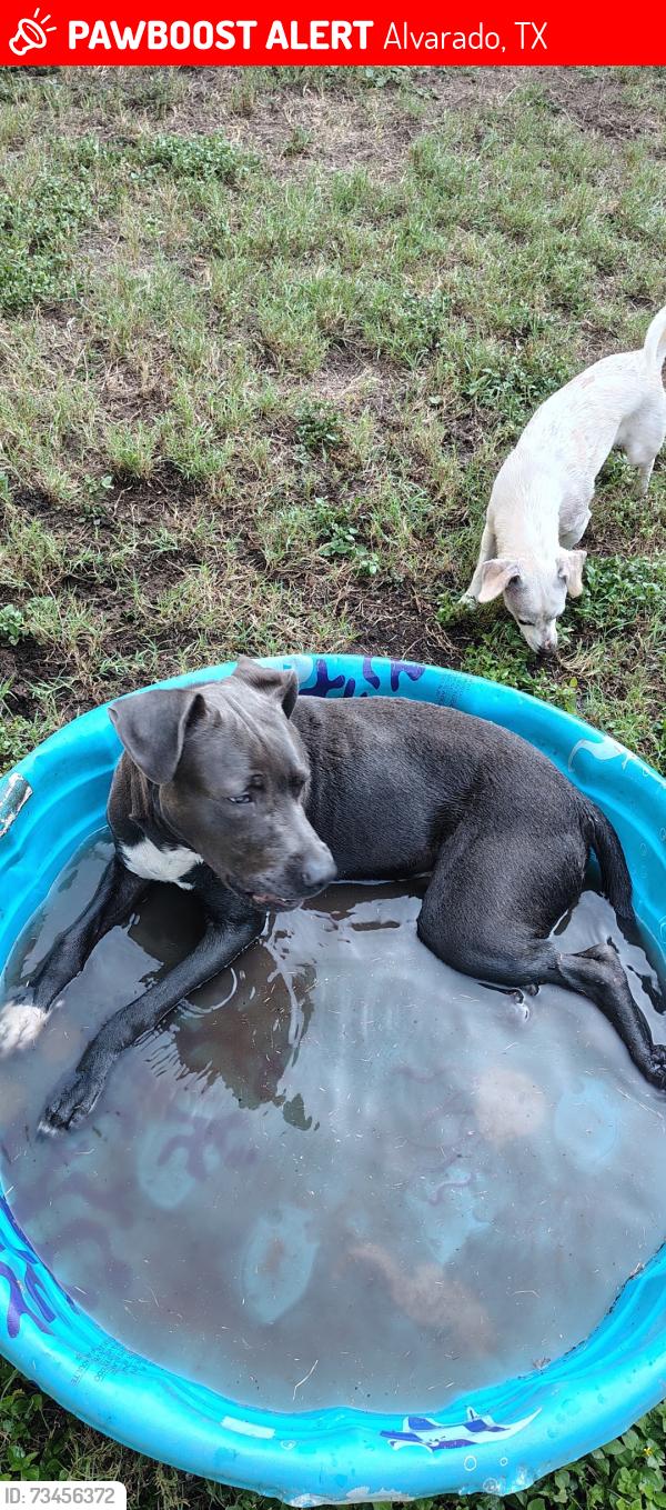 Lost Male Dog last seen I 35 and hwy 67, Alvarado, TX 76009