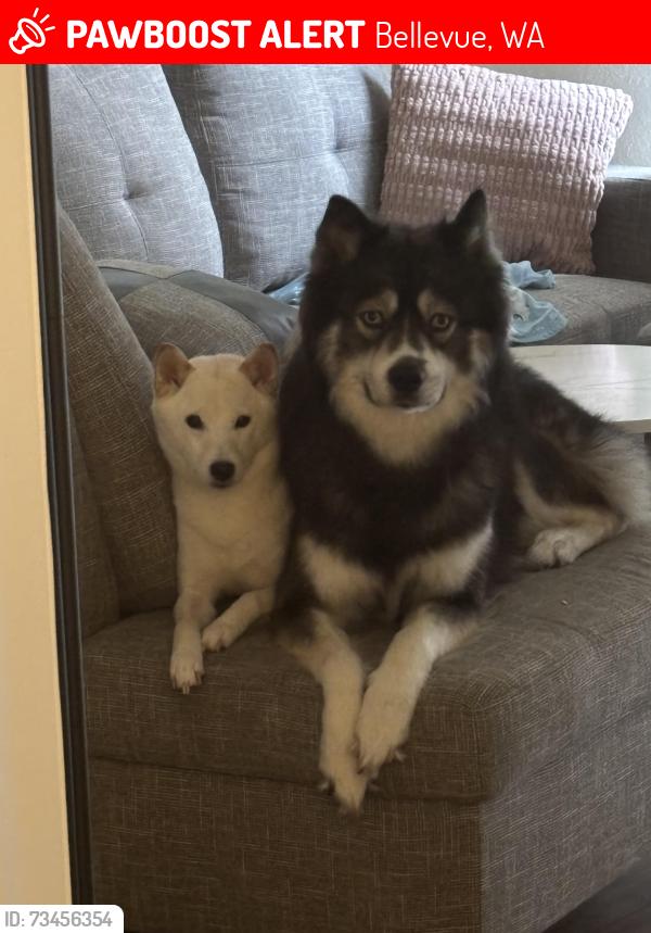 Lost Female Dog last seen Near Sammamish High School, Bellevue, WA 98007