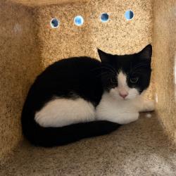 Shelter Stray Male Cat last seen , Animal Care & Control Team of Philly, 111 W Hunting Park Ave, Philadelphia, PA 19140, USA