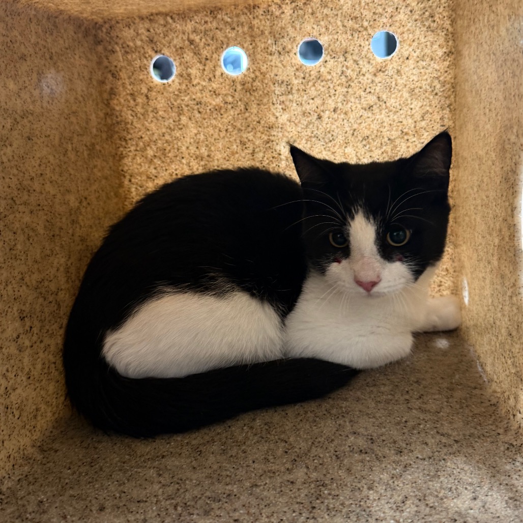 Shelter Stray Male Cat last seen , Animal Care & Control Team of Philly, 111 W Hunting Park Ave, Philadelphia, PA 19140, USA