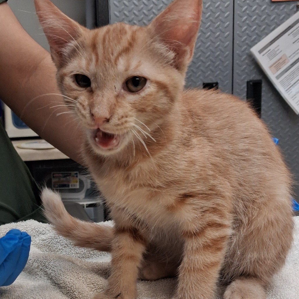 Shelter Stray Male Cat last seen , 1244 N Delsea Dr, Vineland, NJ 08360, USA