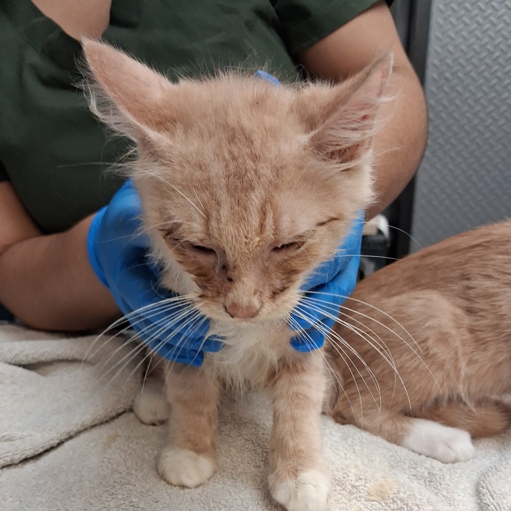 Shelter Stray Male Cat last seen , 1244 N Delsea Dr, Vineland, NJ 08360, USA