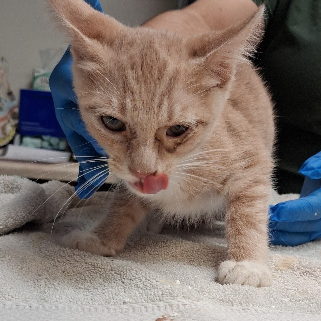 Shelter Stray Male Cat last seen , 1244 N Delsea Dr, Vineland, NJ 08360, USA