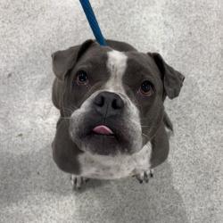 Shelter Stray Female Dog last seen , 3607 N Armenia Ave, Tampa, FL 33607, USA