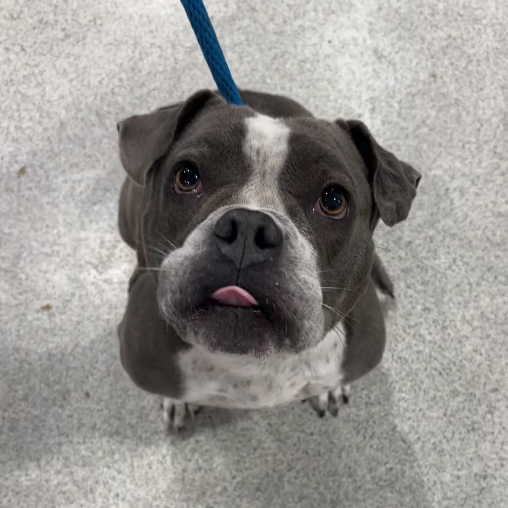 Shelter Stray Female Dog last seen , 3607 N Armenia Ave, Tampa, FL 33607, USA