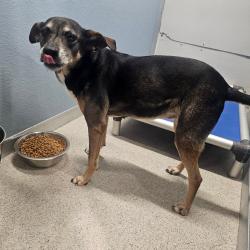 Shelter Stray Female Dog last seen , 3607 N Armenia Ave, Tampa, FL 33607, USA