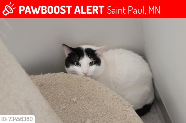 Lost Male Cat last seen Minnehaha Ave and Western, Saint Paul, MN 55103