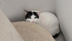 Lost Male Cat last seen Minnehaha Ave and Western, Saint Paul, MN 55103
