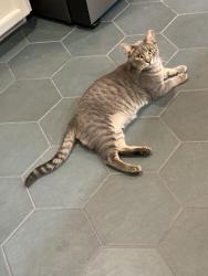 Lost Male Cat last seen Glade Rd btwn Pool & 26 in Chelsea Park, Colleyville, TX 76034