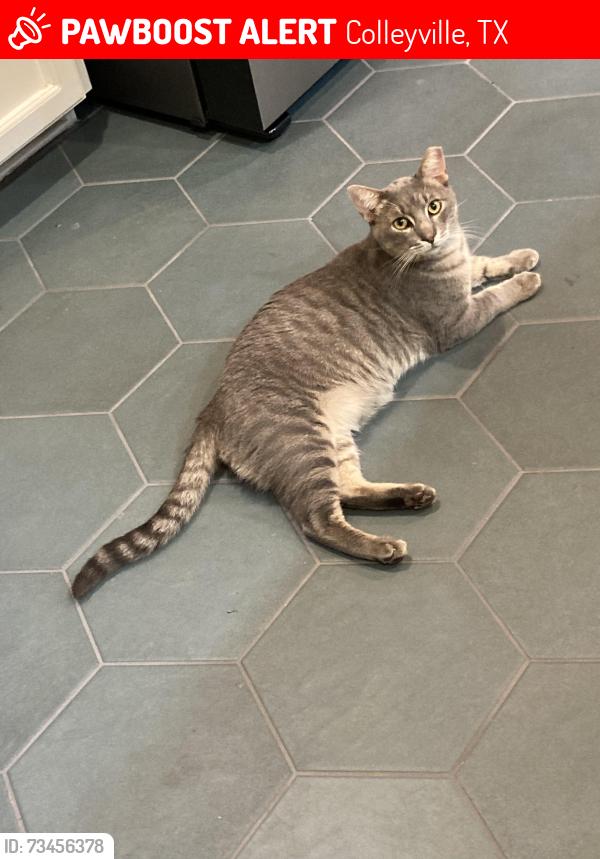 Lost Male Cat last seen Glade Rd btwn Pool & 26 in Chelsea Park, Colleyville, TX 76034