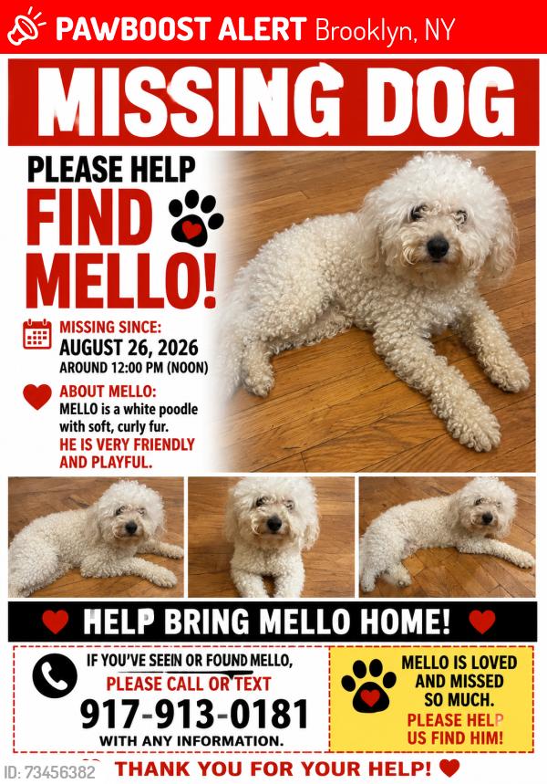 Lost Male Dog last seen Fulton Street, Brooklyn, NY 11238