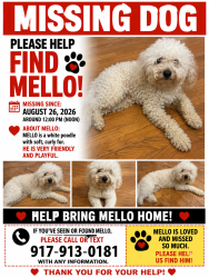 Lost Male Dog last seen Fulton Street, Brooklyn, NY 11238