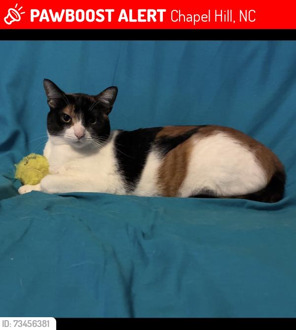 Lost Female Cat last seen Rosemary near Brandweins, Chapel Hill, NC 27516